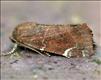 2316 (73.215)<br>Lesser-spotted Pinion